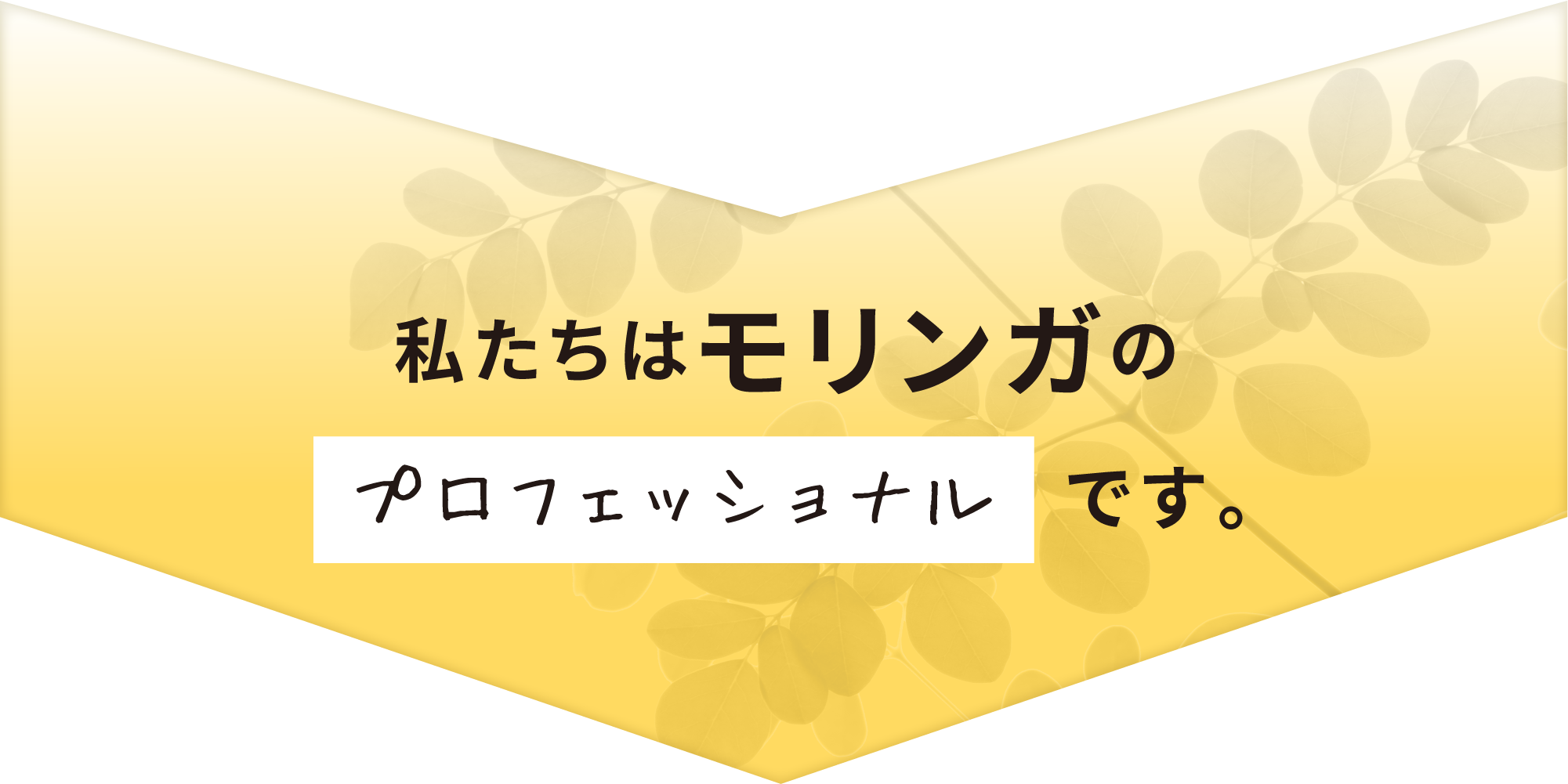 モリンガ　プロフェッショナル
