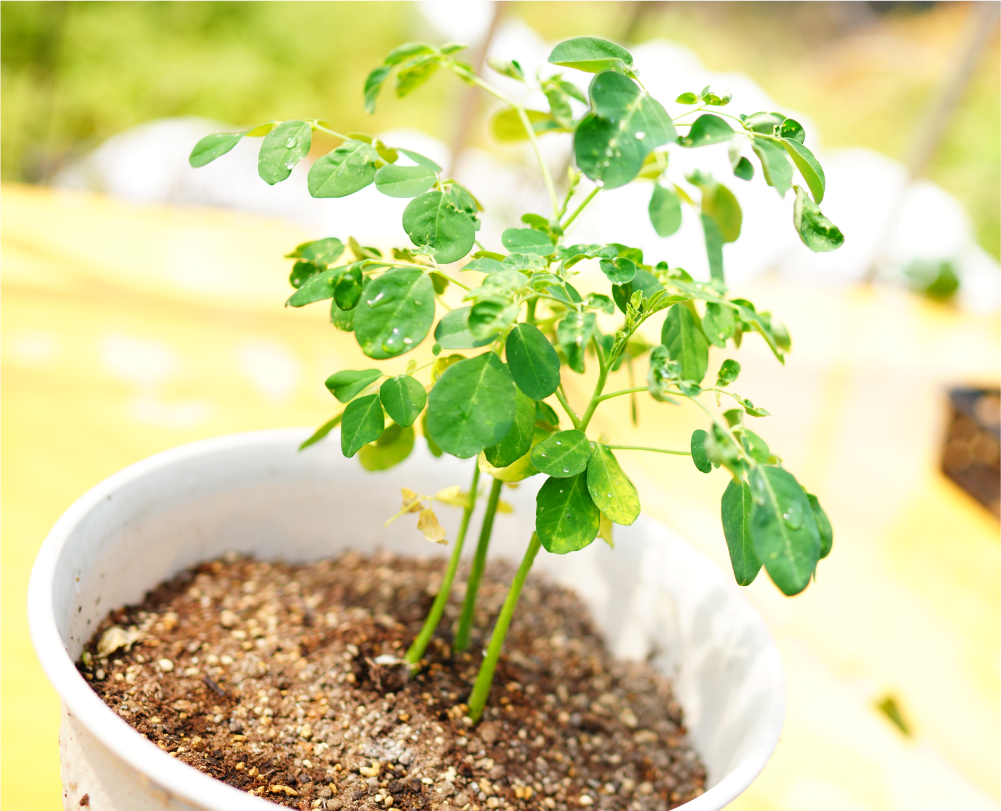 植物画像