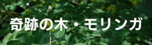奇跡の木・モリンガ